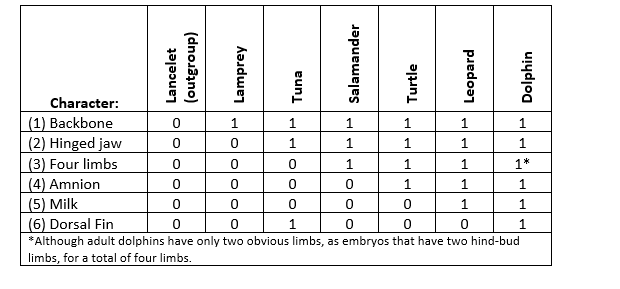 Character:
(1) Backbone
(2) Hinged jaw
(3) Four limbs
(4) Amnion
(5) Milk
(6) Dorsal Fin
*Although adult dolphins have only two obvious limbs, as embryos that have two hind-bud
1.
1
1.
1.
1.
limbs, for a total of four limbs.
Lancelet
(outgroup)
Lamprey
Tuna
Salamander
