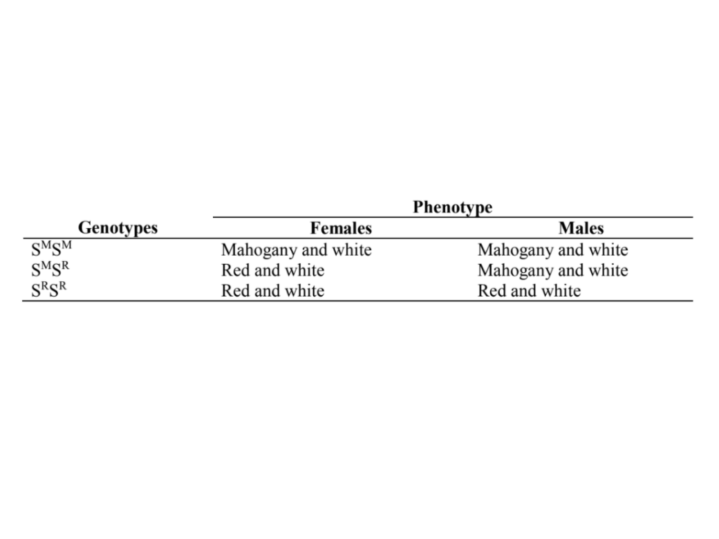 Phenotype
Genotypes
SMSM
SMSR
Females
Males
Mahogany and white
Red and white
Mahogany and white
Mahogany and white
Red and white
Red and white
