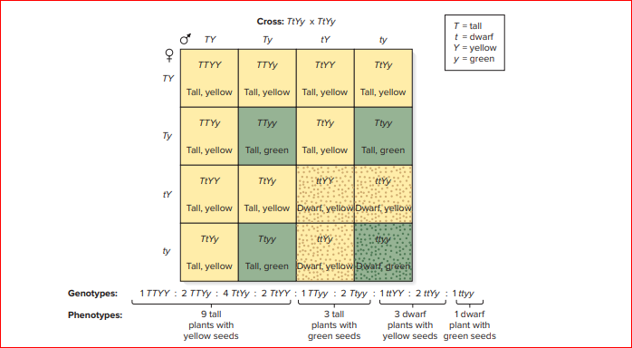 Cross: TEYY x TIYY
T = tall
t = dwarf
Y = yellow
y = green
ở TY
Ty
tY
ty
TTYY
TTY
TEYY
тРYy
TY
Tall, yellow Tall, yellow Tall, yellow Tall, yellow
TTYY
тТy
TIYY
Ttyy
Ty
Tall, yellow
Tall, green
Tall, yellow
Tall, green
TIYY
TIYY
tYY
tY
Tall, yellow Tall, yellow Dwarf, yellow Dwarf,yellow
TtYy
Ttyy
ty
Tall, yellow
Tall, green Dwarf, yellow Dvaf, green
Genotypes:
1TTYY : 2 TTYY : 4 TtYy : 2 TIYY : 1 TTyy : 2 Ttyy : 1 ttYY : 2 ttYy : 1 ttyy
9 tall
plants with
yellow seeds
1 dwarf
plant with
yellow seeds green seeds
Phenotypes:
3 tall
3 dwarf
plants with
plants with
green seeds
