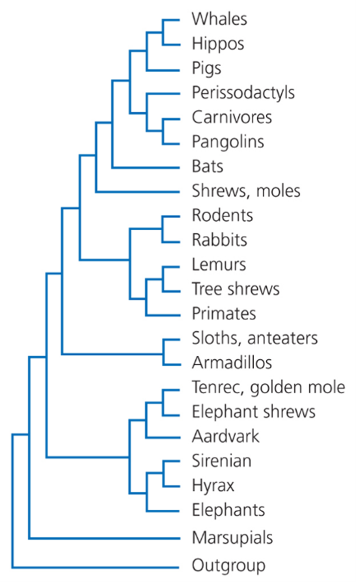 Whales
Hippos
Pigs
Perissodactyls
Carnivores
Pangolins
Bats
Shrews, moles
Rodents
Rabbits
Lemurs
Tree shrews
Primates
Sloths, anteaters
Armadillos
Tenrec, golden mole
Elephant shrews
Aardvark
Sirenian
Hyrax
Elephants
Marsupials
Outgroup
