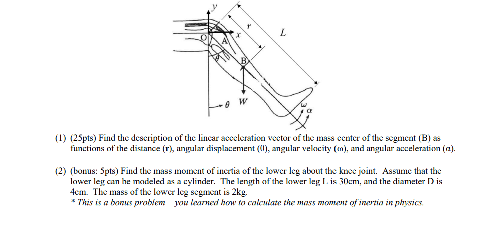 L
W
(1) (25pts) Find the description of the linear acceleration vector of the mass center of the segment (B) as
functions of the distance (r), angular displacement (0), angular velocity (0), and angular acceleration (a).
(2) (bonus: 5pts) Find the mass moment of inertia of the lower leg about the knee joint. Assume that the
lower leg can be modeled as a cylinder. The length of the lower leg L is 30cm, and the diameter D is
4cm. The mass of the lower leg segment is 2kg.
* This is a bonus problem - you learned how to calculate the mass moment of inertia in physics.