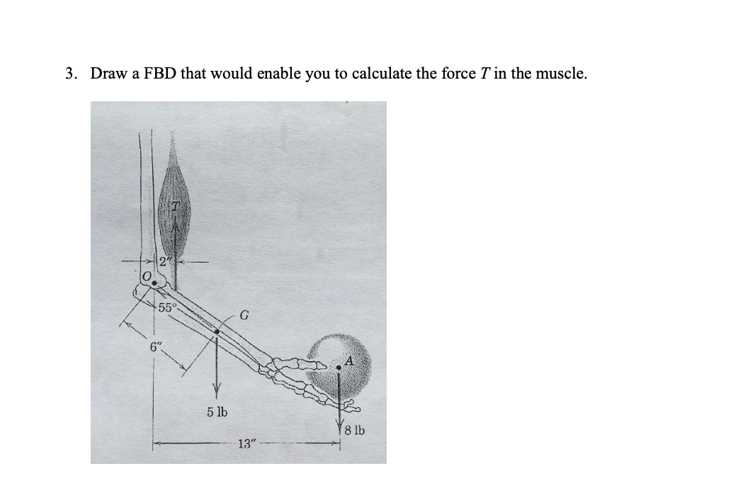 3. Draw a FBD that would enable you to calculate the force T' in the muscle.
55°
6".
5 lb
G
13"
8 lb