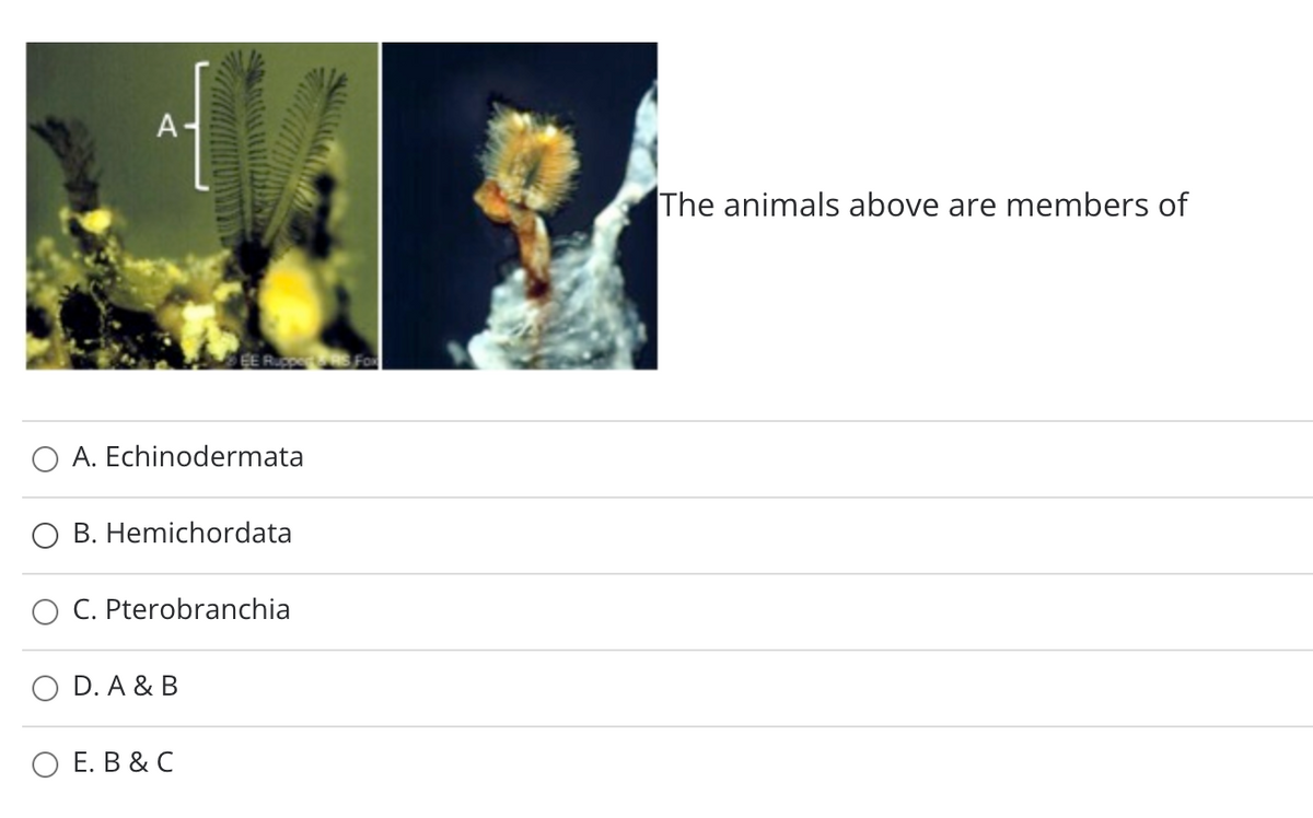 A-
The animals above are members of
EE Ruc S FO
O A. Echinodermata
B. Hemichordata
O C. Pterobranchia
D. A & B
ОЕ. В & С
