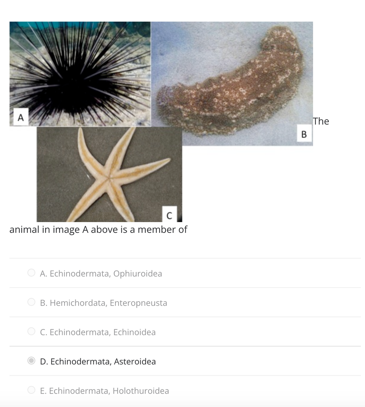 A
The
В
C
animal in image A above is a member of
A. Echinodermata, Ophiuroidea
B. Hemichordata, Enteropneusta
O C. Echinodermata, Echinoidea
D. Echinodermata, Asteroidea
E. Echinodermata, Holothuroidea
