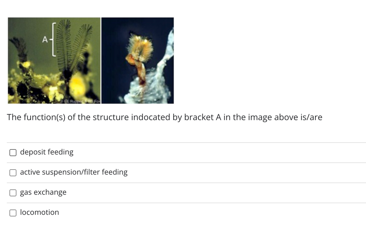 A-
EE Rc
The function(s) of the structure indocated by bracket A in the image above is/are
deposit feeding
active suspension/filter feeding
gas exchange
locomotion
