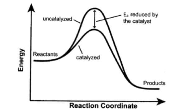 Ea reduced by
the catalyst
uncatalyzed -
Reactants
catalyzed
Products
Reaction Coordinate
Energy
