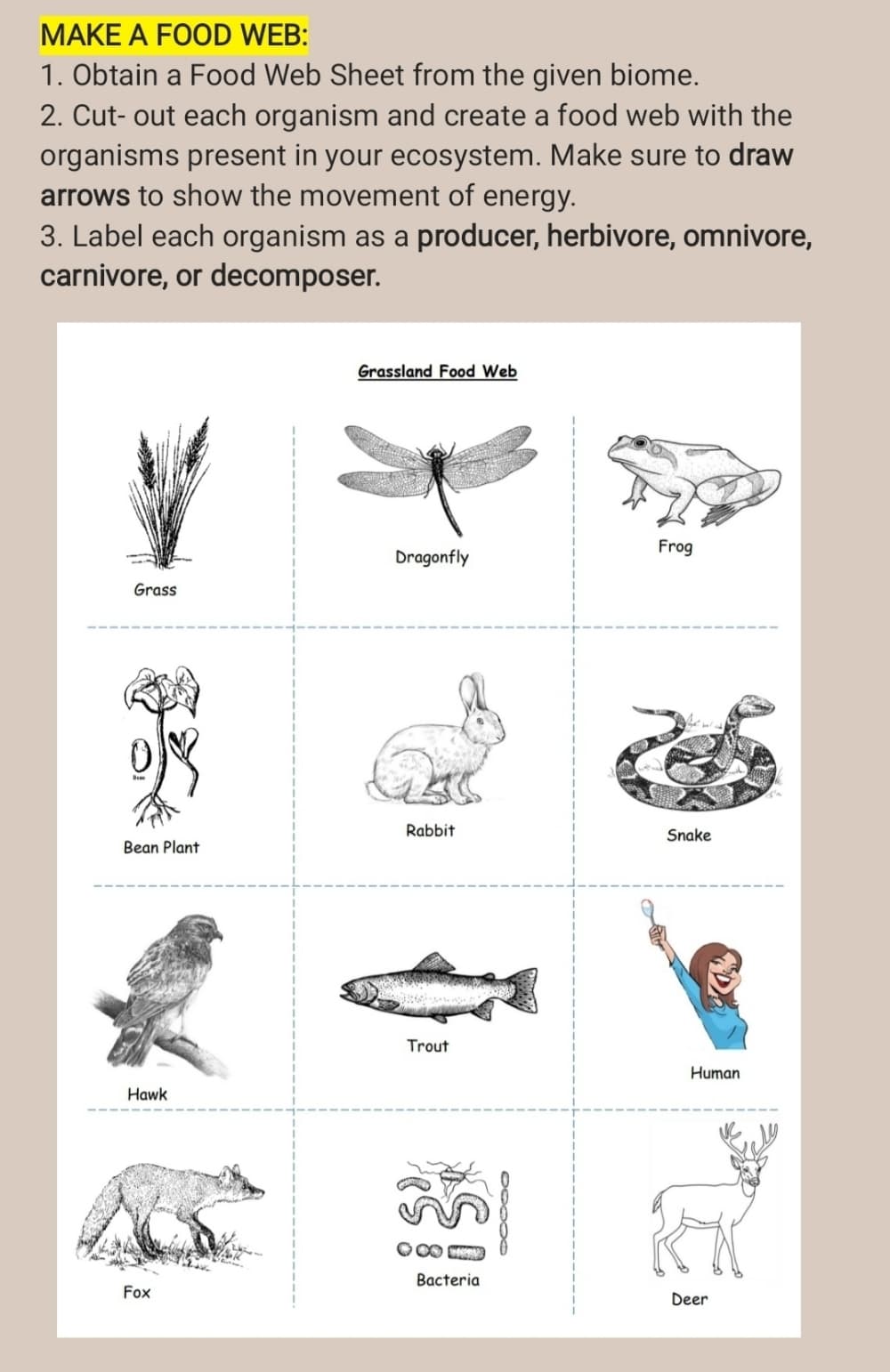 MAKE A FOOD WEB:
1. Obtain a Food Web Sheet from the given biome.
2. Cut-out each organism and create a food web with the
organisms present in your ecosystem. Make sure to draw
arrows to show the movement of energy.
3. Label each organism as a producer, herbivore, omnivore,
carnivore, or decomposer.
Grass
A
Bean Plant
Hawk
Fox
Grassland Food Web
Dragonfly
Rabbit
Trout
08
Bacteria
0000
Frog
Snake
Human
Deer