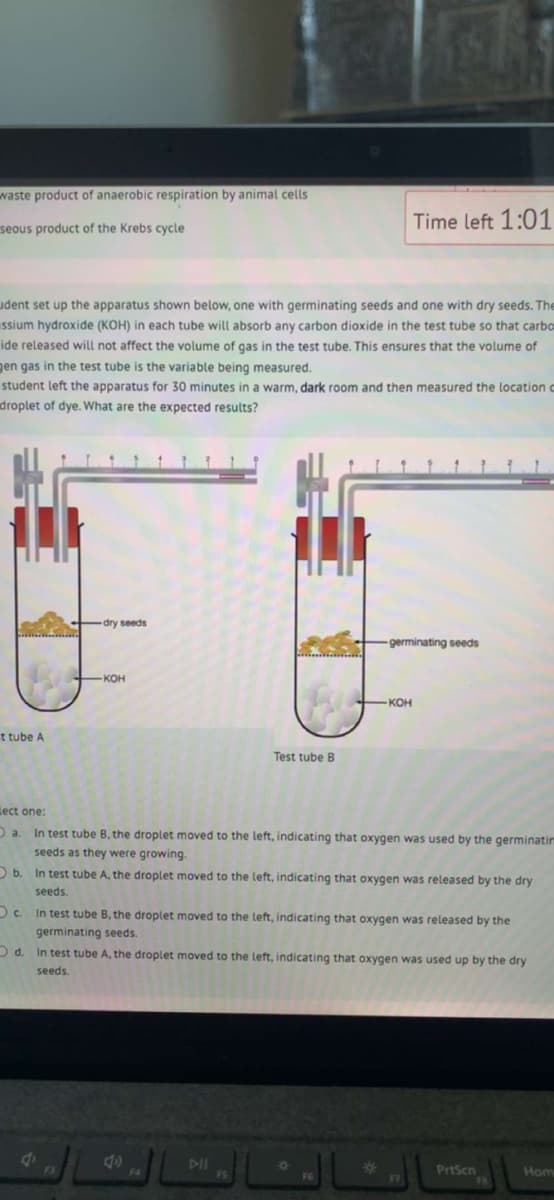 waste product of anaerobic respiration by animal cells
seous product of the Krebs cycle
udent set up the apparatus shown below, one with germinating seeds and one with dry seeds. The
ssium hydroxide (KOH) in each tube will absorb any carbon dioxide in the test tube so that carbo
ide released will not affect the volume of gas in the test tube. This ensures that the volume of
gen gas in the test tube is the variable being measured.
student left the apparatus for 30 minutes in a warm, dark room and then measured the location c
droplet of dye. What are the expected results?
t tube A
dry seeds
-KOH
d
Test tube B
Time left 1:01
germinating seeds
-KOH
lect one:
a. In test tube B, the droplet moved to the left, indicating that oxygen was used by the germinatim
seeds as they were growing.
b. In test tube the droplet moved to the left, indicating that oxygen was released by the dry
seeds.
40
Oc. In test tube B, the droplet moved to the left, indicating that oxygen was released by the
germinating seeds.
d.
In test tube A, the droplet moved to the left, indicating that oxygen was used up by the dry
seeds.
17
PrtScn
Hom