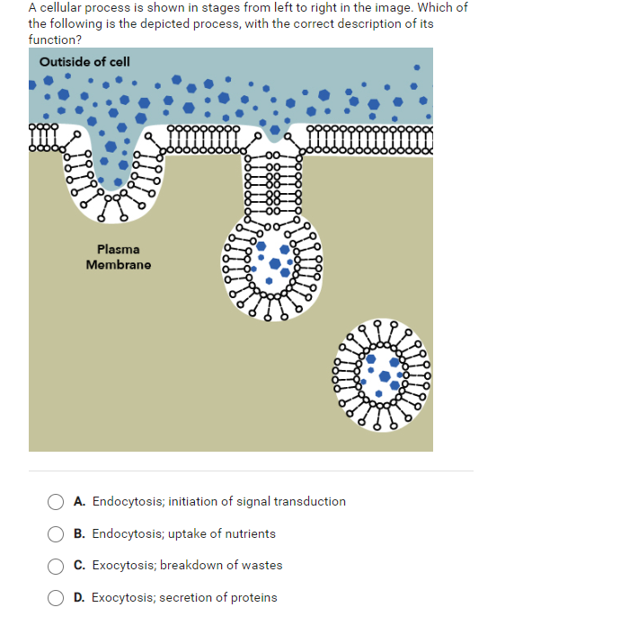 A cellular process is shown in stages from left to right in the image. Which of
the following is the depicted process, with the correct description of its
function?
Outiside of cell
Plasma
Membrane
-00
0--00
8-88-8
8-88-8
A. Endocytosis; initiation of signal transduction
B. Endocytosis; uptake of nutrients
C. Exocytosis; breakdown of wastes
D. Exocytosis; secretion of proteins