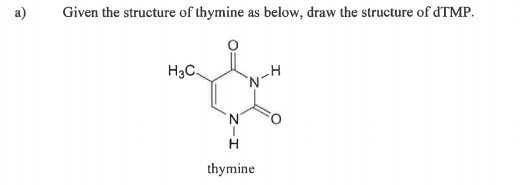 a)
Given the structure of thymine as below, draw the structure of dTMP.
H3C.
'N'
thymine
Z-I
