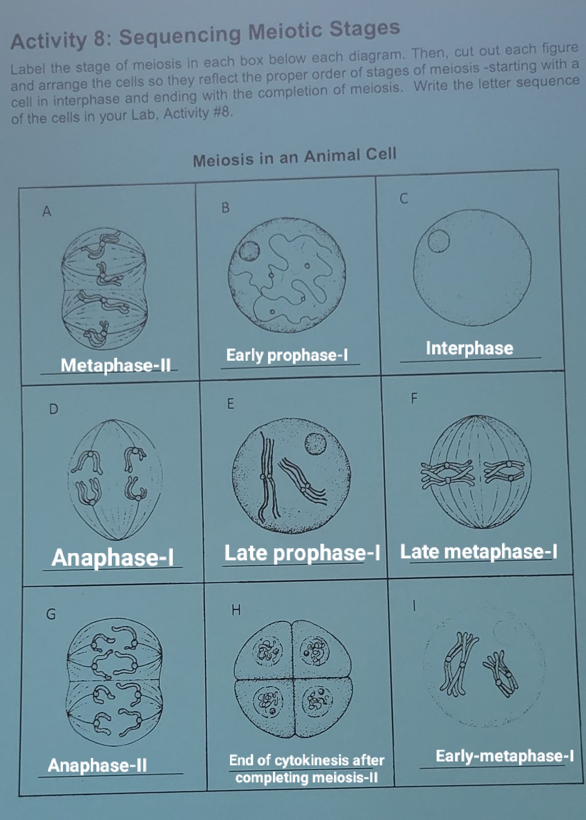Activity 8: Sequencing Meiotic Stages
Label the stage of meiosis in each box below each diagram. Then, cut out each figure
and arrange the cells so they reflect the proper order of stages of meiosis -starting with a
cell in interphase and ending with the completion of meiosis. Write the letter sequence
of the cells in your Lab, Activity #8.
Metaphase-II
Anaphase-I
G
C
sasas
Anaphase-II
Meiosis in an Animal Cell
B
Early prophase-l
E
C
End of cytokinesis after
completing meiosis-II
F
Interphase
Late prophase-I Late metaphase-l
Early-metaphase-I
