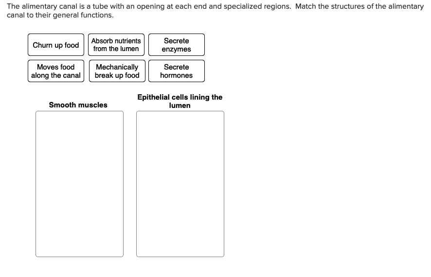 The alimentary canal is a tube with an opening at each end and specialized regions. Match the structures of the alimentary
canal to their general functions.
Absorb nutrients
Secrete
Churn up food
from the lumen
enzymes
Mechanically
break up food
Moves food
Secrete
along the canal
hormones
Epithelial cells lining the
lumen
Smooth muscles
