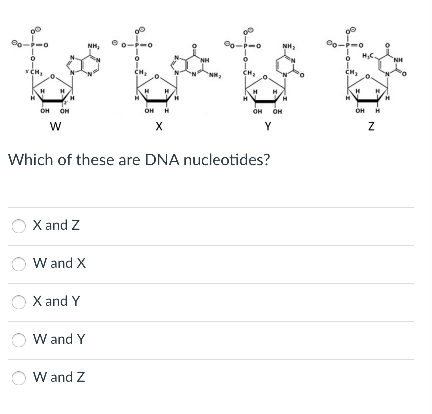 80-P=0
SCH₂
H
OH OH
W
X and Z
W and X
X and Y
W and Y
NH₂
W and Z
CH₂
H
H
OH H
X
H
NH
NH₂
00
=0
O
Which of these are DNA nucleotides?
CH₂
H
OH
H
Y
NH₂
H
OH
N
00-P=0
I
O
Ī
CH₂
H
H₂C.
H
OH H
N
H