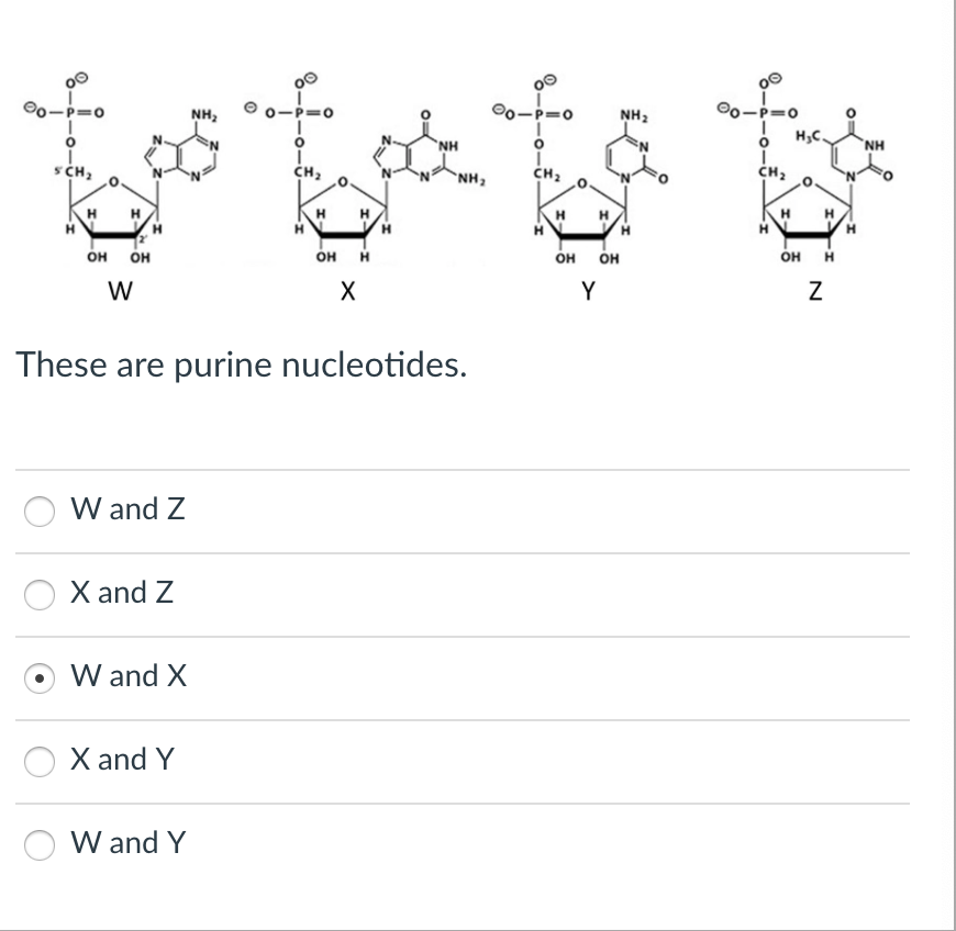 =0
O
SCH₂
H H
OH
OH
W
W and Z
X and Z
W and X
X and Y
NH₂
W and Y
1
CH₂
H
OH
X
These are purine nucleotides.
H
H
NH
NH₂
☺o-
I
CH₂
H
0
OH OH
Y
NH₂
I
CH₂
H
H₂C.
OH
N
H
H
NH