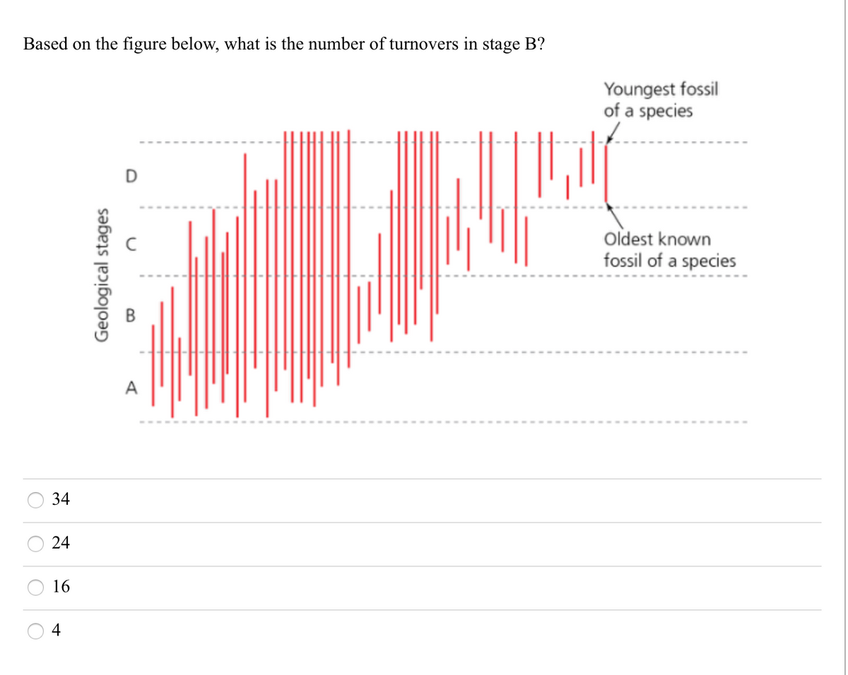 Based on the figure below, what is the number of turnovers in stage B?
D
34
24
16
Geological stages
A
Youngest fossil
of a species
Oldest known
fossil of a species