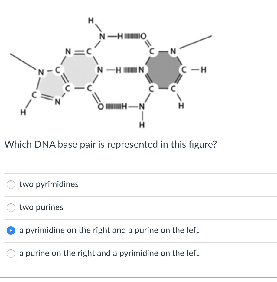 N-
H
N=C
two pyrimidines
two purines
N-HO
N-HIN
HIN
|
H
Which DNA base pair is represented in this figure?
C-H
a pyrimidine on the right and a purine on the left
a purine on the right and a pyrimidine on the left