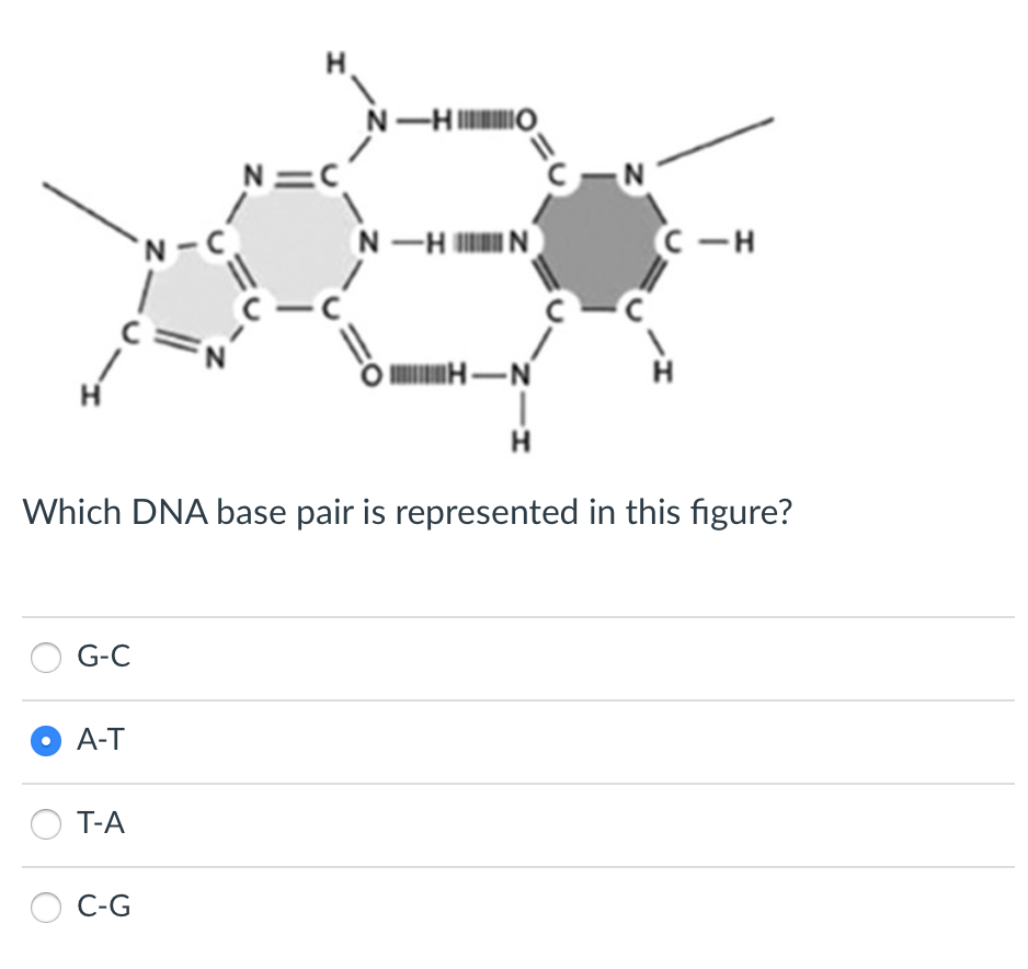 H
G-C
● A-T
T-A
N-C
C-G
H
N=C
N-HO
3=0
N-HIN
Which DNA base pair is represented in this figure?
1 H-N
|
H
C-N
C-H