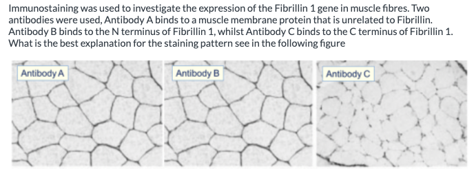 Immunostaining was used to investigate the expression of the Fibrillin 1 gene in muscle fibres. Two
antibodies were used, Antibody A binds to a muscle membrane protein that is unrelated to Fibrillin.
Antibody B binds to the N terminus of Fibrillin 1, whilst Antibody C binds to the C terminus of Fibrillin 1.
What is the best explanation for the staining pattern see in the following figure
Antibody B
Antibody A
Antibody C