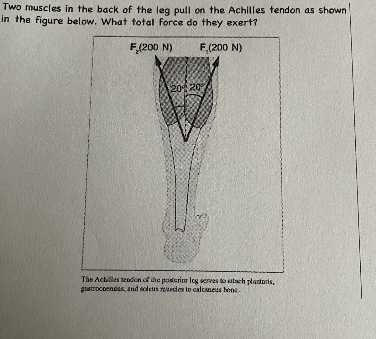 Two muscles in the back of the leg pull on the Achilles tendon as shown
in the figure below. What total force do they exert?
F,(200 N)
F,(200 N)
20 20
The Achilles tendon of the posterior leg serves to attach plantaris,
gastrocnemius, and soleus muscles to calcaneus hone.
