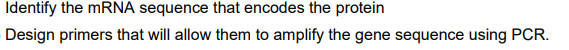 Identify the MRNA sequence that encodes the protein
Design primers that will allow them to amplify the gene sequence using PCR.
