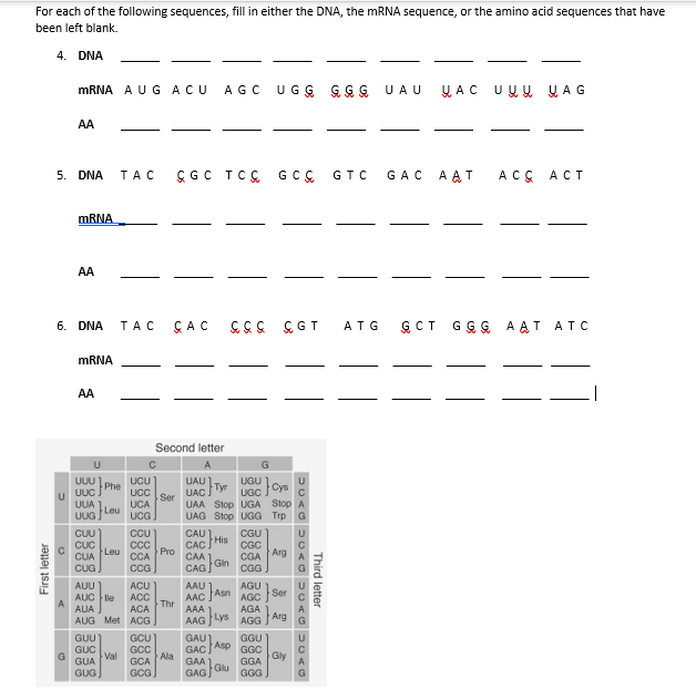 For each of the following sequences, fill in either the DNA, the MRNA sequence, or the amino acid sequences that have
been left blank.
4. DNA
MRNA A UG ACU
AGC
UGG GG G UAU
Ų AC UUU Ų AG
AA
5. DNA
GGC TCC GCÇ
A AT
ACÇ ACT
TAC
GTC
GAC
MRNA
AA
6. DNA
GAC
&GS &GT
GCT GGG
A AT ATC
ТАС
ATG
MRNA
AA
Second letter
G
UUU 1
UUC
UCU
UAU
UGU
UGC Cys
UAA Stop UGA Stop A
UAG Stop UGG Trp
Phe
Tyr
UCC
Ser
UAC
Leu UCA
UCG
UUA
UUG
CUU
CCU
CAU
CAC.
CAA 1
CGU
CUC
Leu
CUA
CC
CCA
CGC
Pro
Arg
CGA
Gin
CUG
CCG
CAG
CGG
AUU
ACU
AAU
AGU
AUC le
A
AUA
ACC
ACA
Asn AGC
Ser
AAC
Thr
AAA
AGA
AUG Met ACG
AAG
Lys
Arg
AGG
GAU
Asp
GACI
GUU
GUC
G
GUA
GCU
GCC
Ala
GGU
GGC
Val
Gly
GCA
GAA
Glu
GAG
GGA
GGG
GUG
GCG
Third letter
First letter
