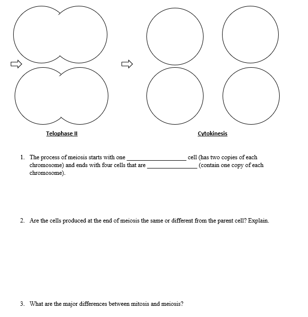 888
Telophase II
Cytokinesis
1. The process of meiosis starts with one
chromosome) and ends with four cells that are
chromosome).
cell (has two copies of each
(contain one copy ofeach
2. Are the cells produced at the end ofmeiosis the same or different from the parent cell? Explain.
3. What are the major differences between mitosis and meiosis?
