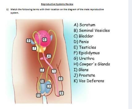 Reproductive Systems Review
1) Match the following terms with their location on the diagram of the male reproductive
system.
11
6
2
10
3
[5]
9
A) Scrotum
B) Seminal Vesicles
C) Bladder
D) Penis
E) Testicles
F) Epididymus
G) Urethra
H) Cowper's Glands
I) Glans
J) Prostate
K) Vas Deferens
