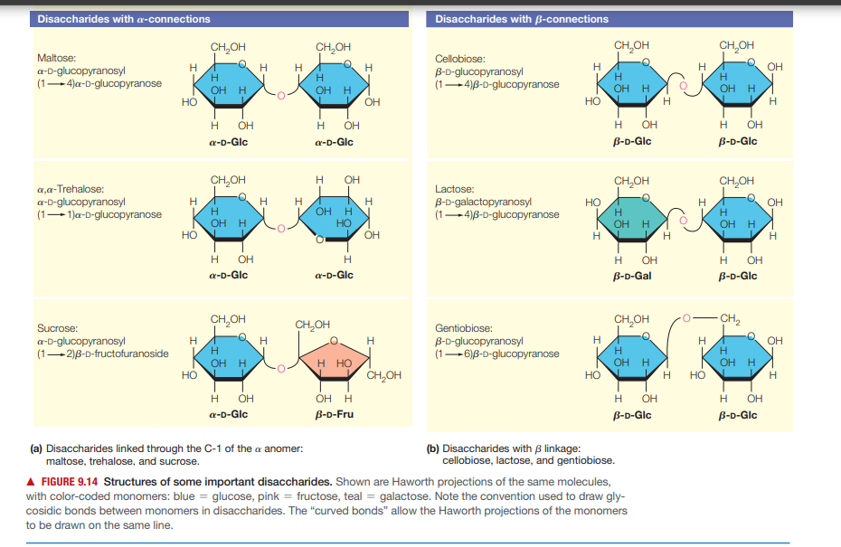 Disaccharides with a-connections
Disaccharides with B-connections
CH,OH
CH,OH
CH,OH
CH,OH
Maltose:
a-D-glucopyranosyl
(1-4)a-D-glucopyranose
Cellobiose:
H.
H.
OH
B-D-glucopyranosyl
(1-4)8-D-glucopyranose
H
OH H
но
ОН Н
но
ОН Н
OH H
OH
H
OH
OH
H.
OH
OH
a-D-Glc
a-D-Glc
B-D-Glc
B-D-Glc
CH,OH
H.
OH
CH,OH
CH,OH
a,a-Trehalose:
a-D-glucopyranosyl
(1-1)a-D-glucopyranose
Lactose:
H.
ОН Н
B-D-galactopyranosyl
(1-4)8-D-glucopyranose
Но
OH
ΟΗ Η
ОН Н
ΟΗ Η
H
Но
OH
H
OH
H
OH
OH
a-D-Glc
a-D-Glc
B-D-Gal
B-D-Glc
CH,OH
CH,OH
CH,OH
CH,
Sucrose:
a-D-glucopyranosyl
(1-2)B-D-fructofuranoside
Gentiobiose:
B-D-glucopyranosyl
(1-6)8-D-glucopyranose
H.
H.
OH
OH H
ОН Н
но
н но
CH,OH
ОН Н
H.
Но
но
OH
OH
H
OH
H
a-D-Glc
B-D-Fru
B-D-Glc
B-D-Glc
(a) Disaccharides linked through the C-1 of the a anomer:
maltose, trehalose, and sucrose.
(b) Disaccharides with B linkage:
cellobiose, lactose, and gentiobiose.
A FIGURE 9.14 Structures of some important disaccharides. Shown are Haworth projections of the same molecules,
with color-coded monomers: blue = glucose, pink = fructose, teal = galactose. Note the convention used to draw gly-
cosidic bonds between monomers in disaccharides. The "curved bonds" allow the Haworth projections of the monomers
to be drawn on the same line.
우
