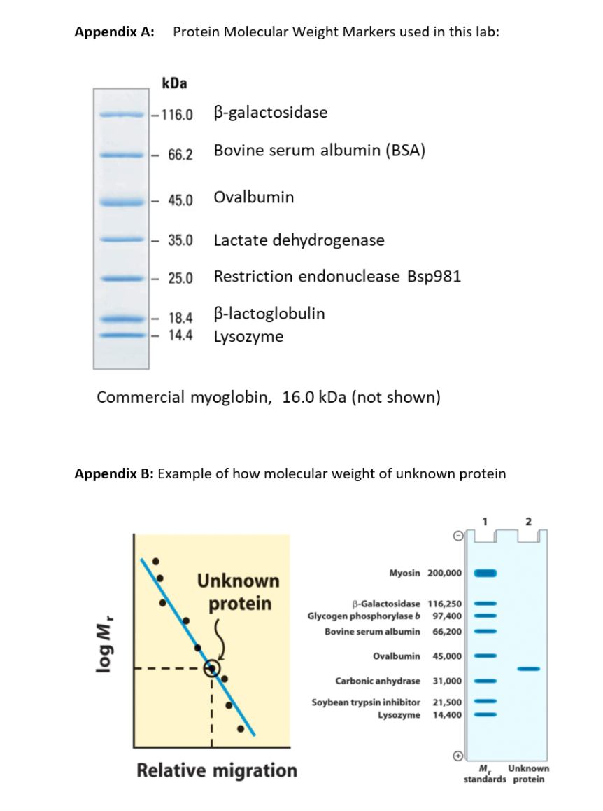 Appendix A:
Protein Molecular Weight Markers used in this lab:
kDa
|-116.0
B-galactosidase
66.2
Bovine serum albumin (BSA)
45.0
Ovalbumin
35.0
Lactate dehydrogenase
25.0
Restriction endonuclease Bsp981
18.4
14.4
B-lactoglobulin
Lysozyme
Commercial myoglobin, 16.0 kDa (not shown)
Appendix B: Example of how molecular weight of unknown protein
2
Myosin 200,000
Unknown
protein
B-Galactosidase 116,250
Glycogen phosphorylase b 97,400
Bovine serum albumin
66,200
Ovalbumin
45,000
Carbonic anhydrase
31,000
Soybean trypsin inhibitor
Lysozyme
21,500
14,400
Relative migration
м,
Unknown
standards protein
log M,
||| | |||
