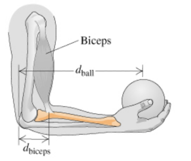 Biceps
-dpall
dpiceps
