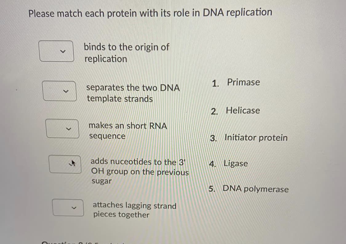 Please match each protein with its role in DNA replication
binds to the origin of
replication
1. Primase
separates the two DNA
template strands
2. Helicase
makes an short RNA
sequence
3. Initiator protein
adds nuceotides to the 3'
4. Ligase
OH group on the previous
sugar
5. DNA polymerase
attaches lagging strand
pieces together
