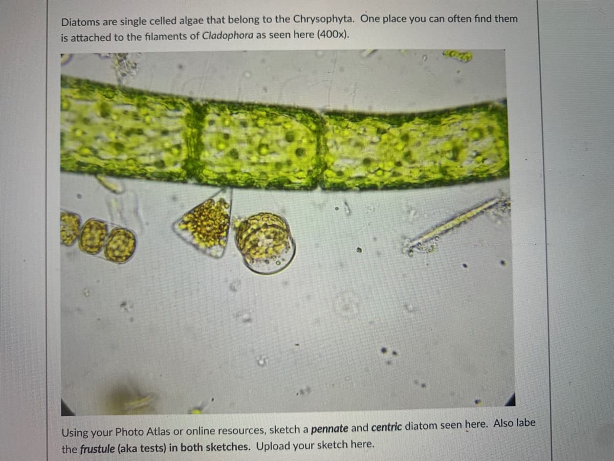 Diatoms are single celled algae that belong to the Chrysophyta. One place you can often find them
is attached to the filaments of Cladophora as seen here (400x).
Using your Photo Atlas or online resources, sketch a pennate and centric diatom seen here. Also labe
the frustule (aka tests) in both sketches. Upload your sketch here.
