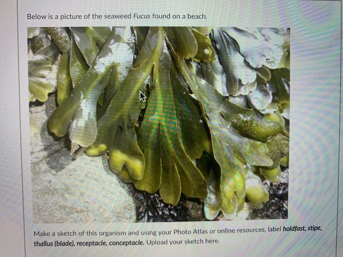 Below is a picture of the seaweed Fucus found on a beach.
Make a sketch of this organism and using your Photo Atlas or online resources, label holdfast, stipe,
thallus (blade), receptacle, conceptacle. Upload your sketch here.
