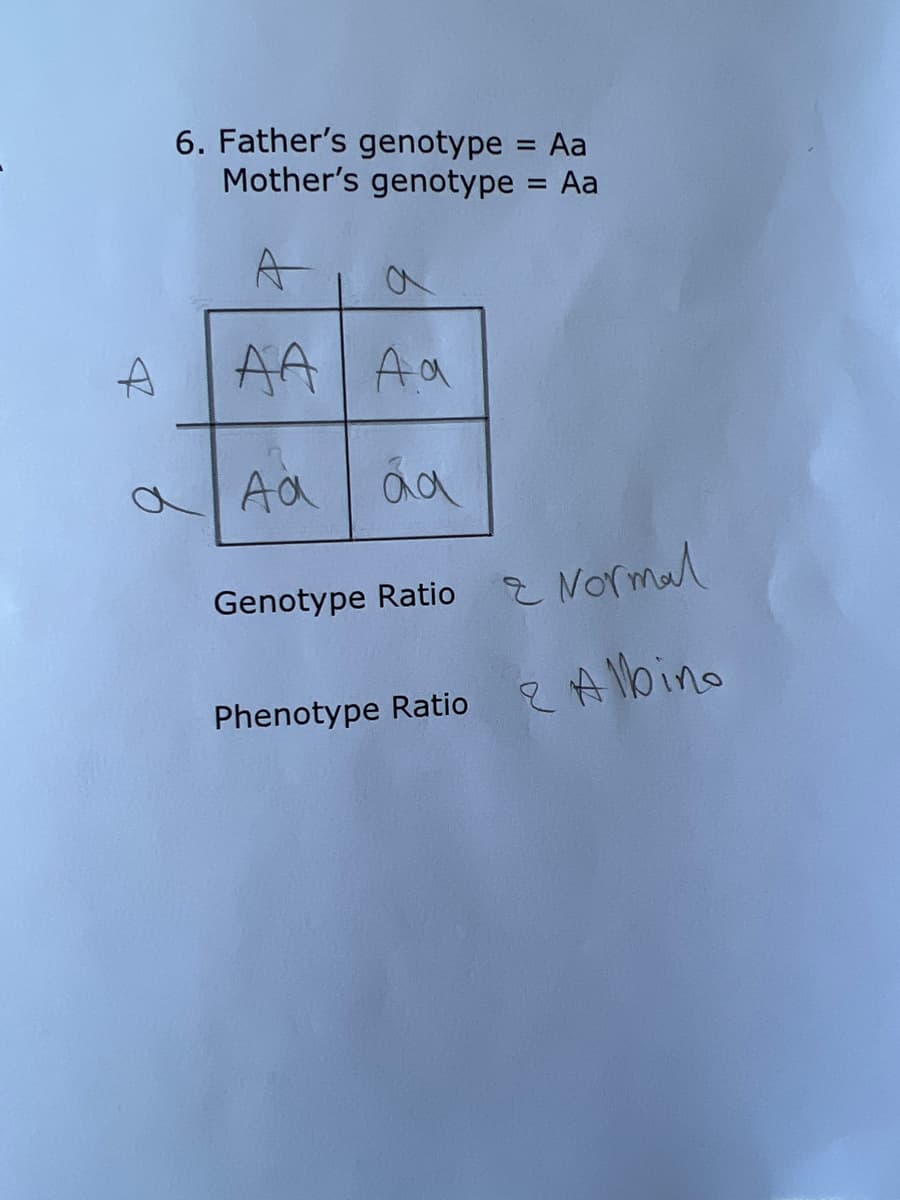 6. Father's genotype = Aa
Mother's genotype = Aa
%3D
%3D
A
AA Aa
2 Normal
Genotype Ratio
Phenotype Ratio eA lbino
