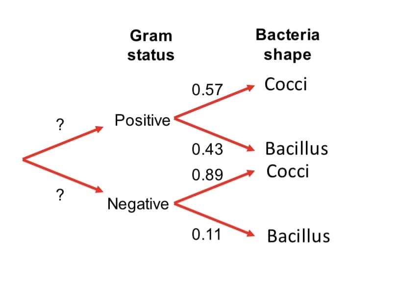 Gram
Bacteria
status
shape
0.57
Сосci
?
Positive
0.43
Bacillus
0.89
Сосci
?
Negative
0.11
Bacillus
