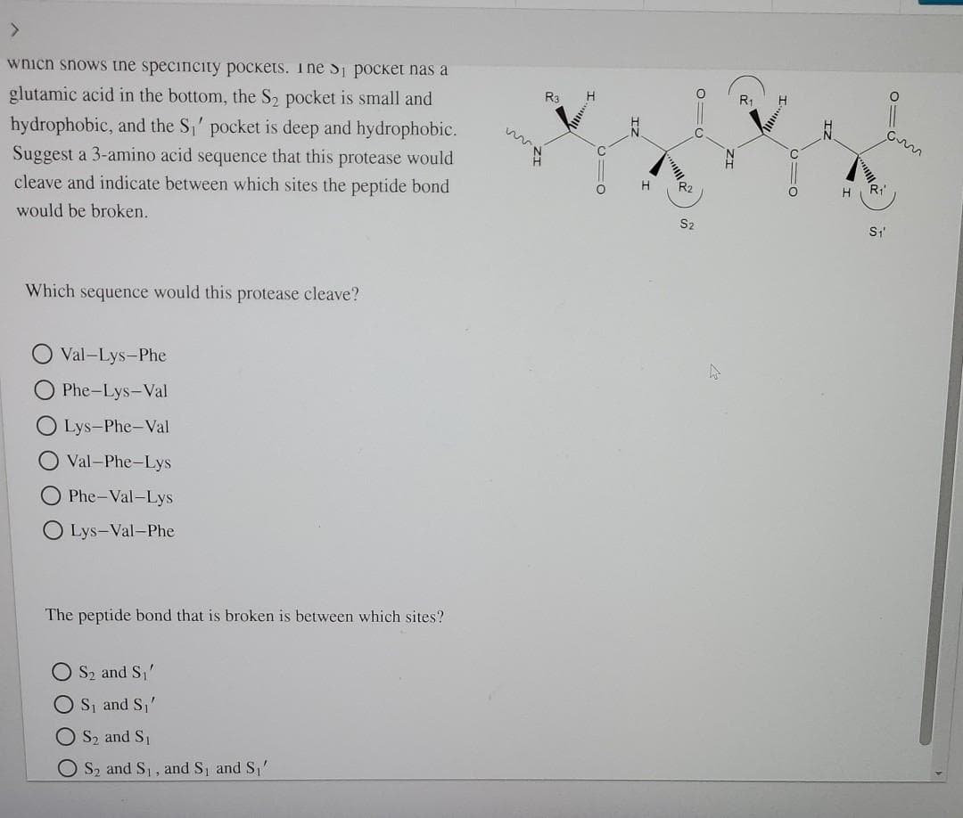 <>
wnich snows tne specinicity pockets. The S pocket nas a
Ra
glutamic acid in the bottom, the S2 pocket is small and
hydrophobic, and the S,' pocket is deep and hydrophobic.
Suggest a 3-amino acid sequence that this protease would
R2
H
cleave and indicate between which sites the peptide bond
would be broken.
S2
Which sequence would this protease cleave?
Val-Lys-Phe
Phe-Lys-Val
Lys-Phe-Val
Val-Phe-Lys
Phe-Val-Lys
O Lys-Val-Phe
The peptide bond that is broken is between which sites?
O S2 and S,'
OS, and S,'
O S2 and S1
O S2 and S1, and S and S,'
IZ
