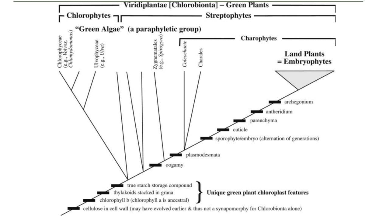Viridiplantae [Chlorobionta] – Green Plants
Chlorophytes r
Streptophytes
“Green Algae" (a paraphyletic group)
Charophytes
Land Plants
= Embryophytes
archegonium
antheridium
parenchyma
cuticle
sporophyte/embryo (alternation of generations)
plasmodesmata
oogamy
true starch storage compound
thylakoids stacked in grana
Unique green plant chloroplast features
chlorophyll b (chlorophyll a is ancestral)
cellulose in cell wall (may have evolved earlier & thus not a synapomorphy for Chlorobionta alone)
Chlorophyceae
(e.g., Volvox,
Chlamydomonas)
Ulvophyceae
(e.g., Ulva)
Zygnematales
(e.g., Spirogyra)
Coleochaete
Charales
