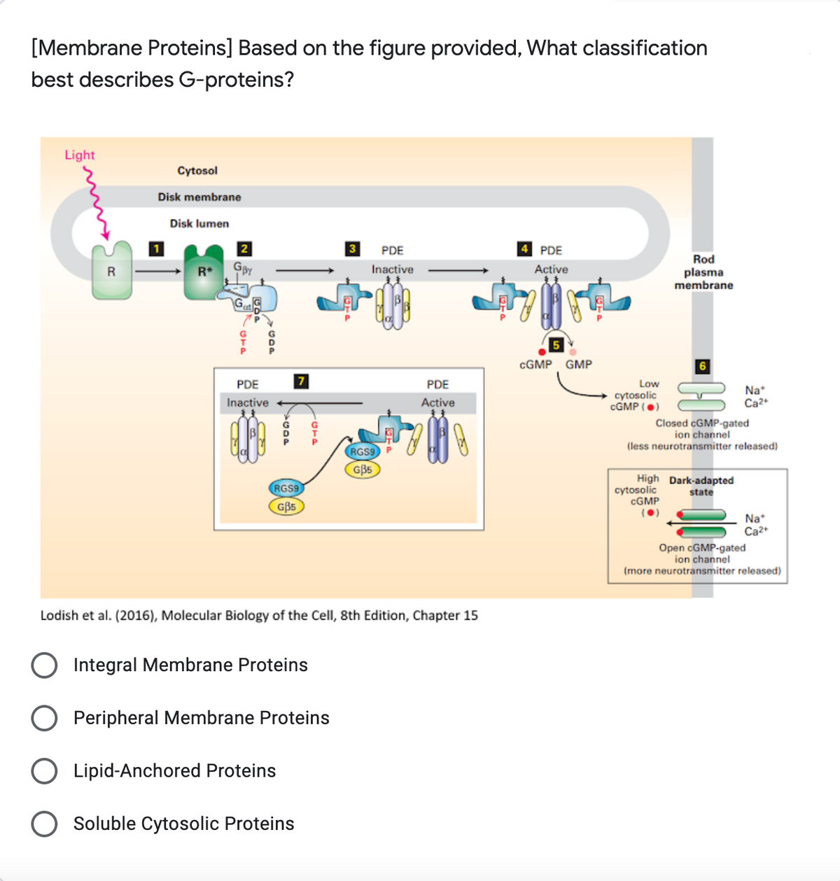 [Membrane Proteins] Based on the figure provided, What classification
best describes G-proteins?
Light
Cytosol
Disk membrane
Disk lumen
3
PDE
PDE
Rod
plasma
membrane
R
R*
GBY
Inactive
Active
Ga
CGMP
GMP
6
Low
cytosolic
CGMP (•)
PDE
PDE
Na*
Ca2+
Inactive
Active
Closed CGMP-gated
ion channel
(less neurotransmitter released)
RGS9
GB5
High Dark-adapted
cytosolic
CGMP
(0)
RGS9
state
GB5
Na*
Ca2+
Open CGMP-gated
ion channel
(more neurotransmitter released)
Lodish et al. (2016), Molecular Biology of the Cell, 8th Edition, Chapter 15
O Integral Membrane Proteins
O Peripheral Membrane Proteins
O Lipid-Anchored Proteins
O Soluble Cytosolic Proteins
