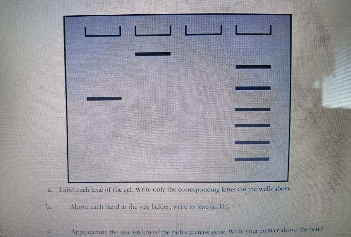 ]
Label cach lane of the gel. Write only the corresponding letters in the wells above.
b.
Above each band in the size ladder, write its size (in kb).
Approximate the size (in kb) of the polystyrenase gene. Write your answer above the band