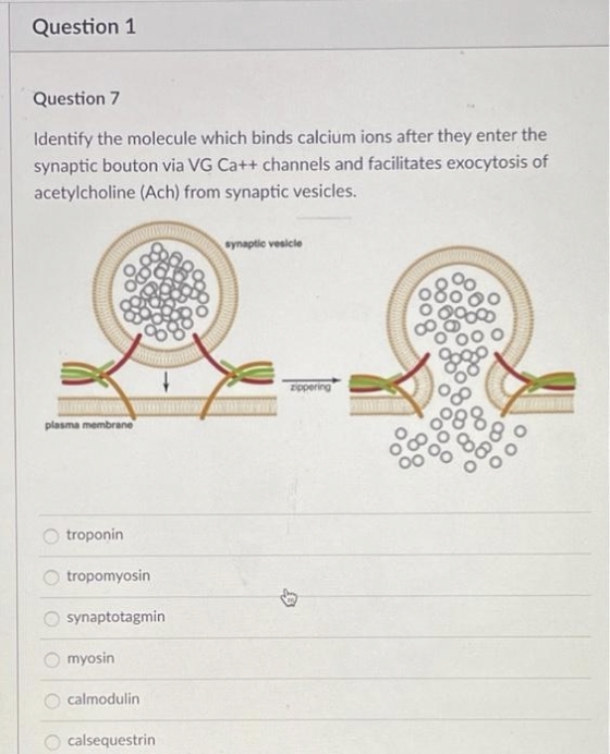 Question 1
Question 7
Identify the molecule which binds calcium ions after they enter the
synaptic bouton via VG Ca++ channels and facilitates exocytosis of
acetylcholine (Ach) from synaptic vesicles.
synaptic vesicle
zippering
plasma membrane
troponin
tropomyosin
synaptotagmin
O myosin
O calmodulin
calsequestrin
