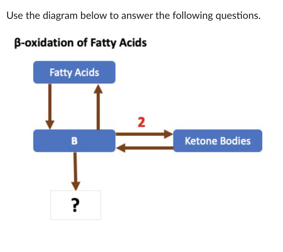Use the diagram below to answer the following questions.
B-oxidation of Fatty Acids
Fatty Acids
2
в
Ketone Bodies
?
