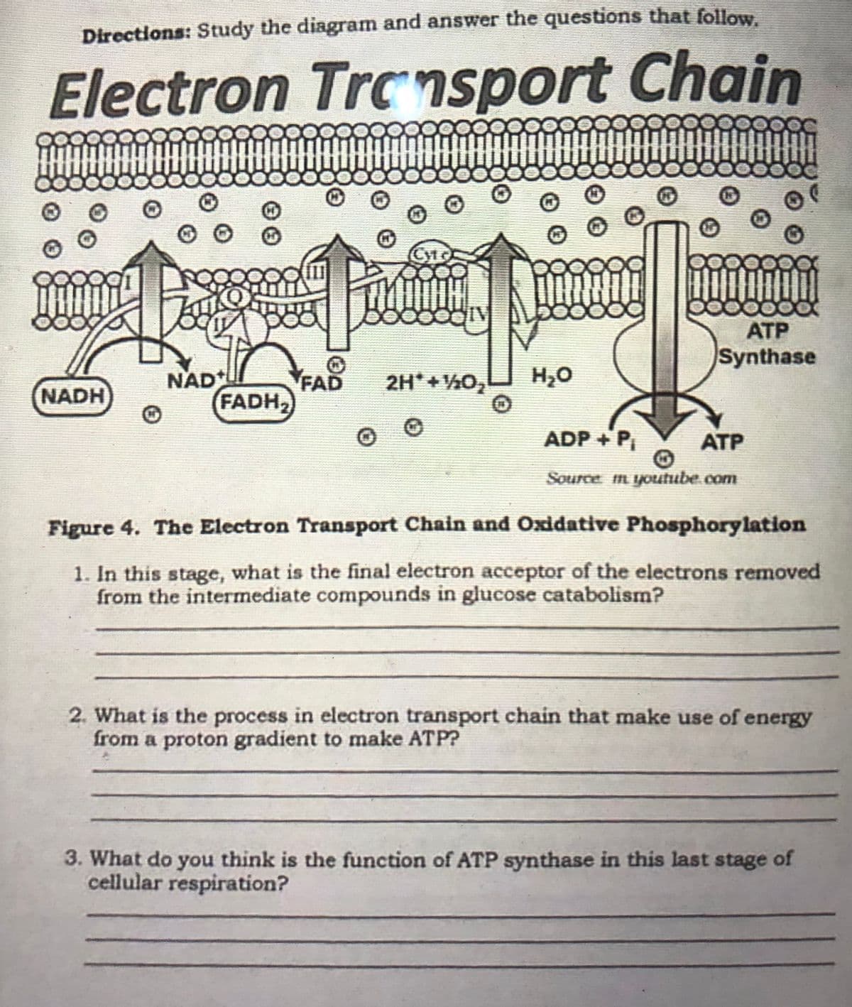 Directions: Study the diagram and answer the questions that follow
Electron Trc nsport Chain
Cyt c
ATP
Synthase
NAD
FADH
2H +%0,
H,O
FAD
NADH
ADP + P,
ATP
Source m youtube.com
Figure 4. The Electron Transport Chain and Oxidative Phosphorylation
1. In this stage, what is the final electron acceptor of the electrons removed
from the intermediate compounds in glucose catabolism?
2. What is the process in electron transport chain that make use of energy
from a proton gradient to make ATP?
3. What do you think is the function of ATP synthase in this last stage of
cellular respiration?
