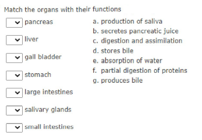 Match the organs with their functions
pancreas
a. production of saliva
b. secretes pancreatic juice
| liver
c. digestion and assimilation
d. stores bile
gall bladder
e. absorption of water
f. partial digestion of proteins
g. produces bile
|stomach
| large intestines
|salivary glands
|small intestines
