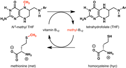 H₂N
CH₂
N5-methyl THF
-CH₂
go
NH₂
methionine (met)
H
Ar
vitamin B12
H₂N
methyl-B₁2
tetrahydrofolate (THF)
SH
H
NH3
homocysteine (hyc)
Ar