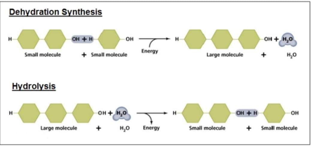 Dehydration Synthesis
H
OH + H
Small molecule
Hydrolysis
Large molecule
OH
+ Small molecule
OH + H₂O
+
H₂O
T
Energy
Energy
H
H
Large molecule
Small molecule
OH + H
OH + H₂O
+
но
OH
+ Small molecule