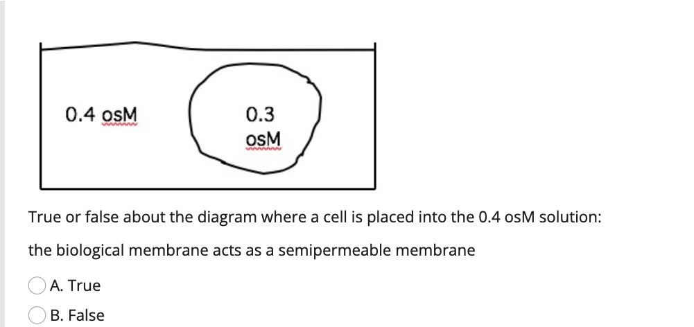 0.4 osM
0.3
osM
True or false about the diagram where a cell is placed into the 0.4 osM solution:
the biological membrane acts as a semipermeable membrane
A. True
B. False
