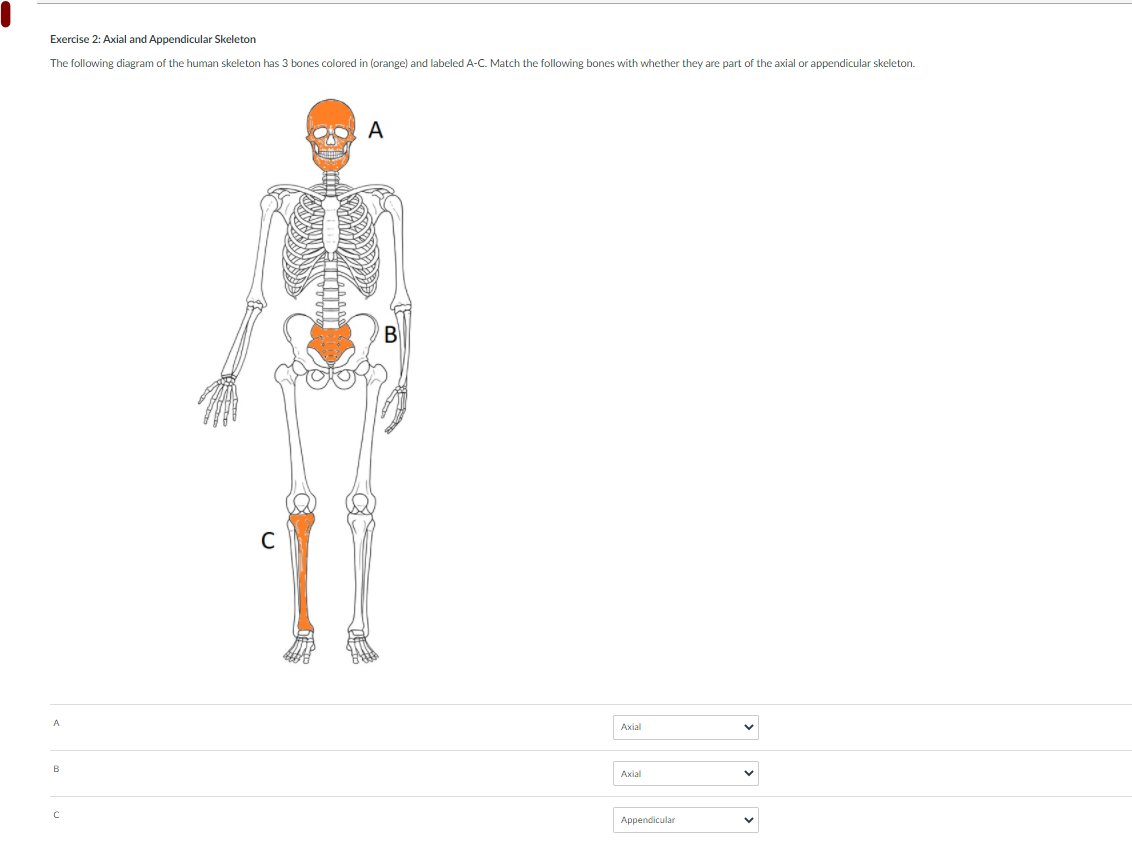 Exercise 2: Axial and Appendicular Skeleton
The following diagram of the human skeleton has 3 bones colored in (orange) and labeled A-C. Match the following bones with whether they are part of the axial or appendicular skeleton.
A
B
C
A
Axial
B
Axial
Appendicular
