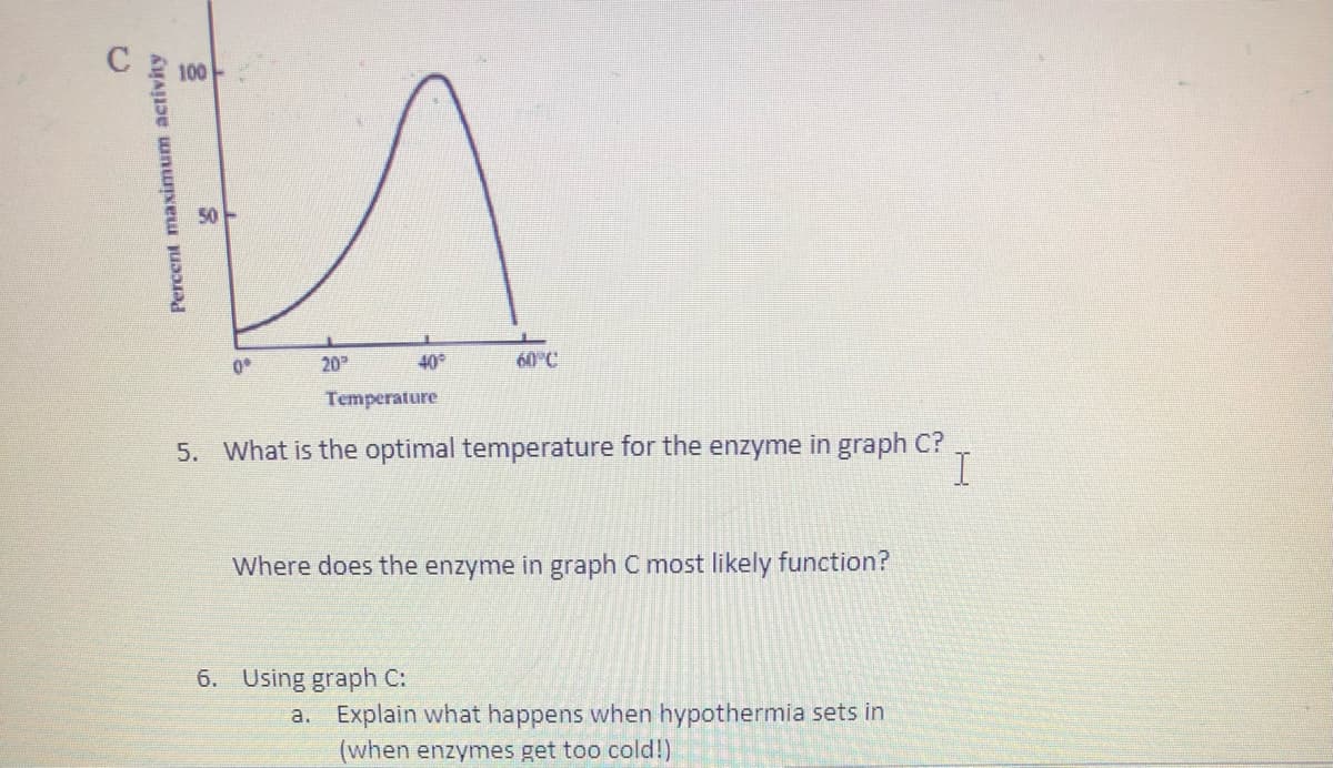 C
20
40
60°C
Temperature
5. What is the optimal temperature for the enzyme in graph C?
Where does the enzyme in graph C most likely function?
6. Using graph C:
a. Explain what happens when hypothermia sets in
(when enzymes get too cold!)
Percent maximum activity
