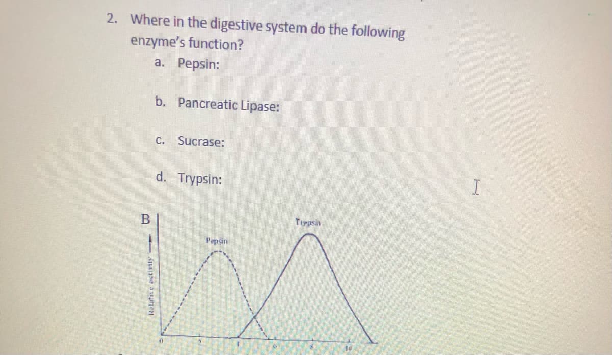 2. Where in the digestive system do the following
enzyme's function?
a. Pepsin:
b. Pancreatic Lipase:
C. Sucrase:
d. Trypsin:
В
Tiypsin
Pepsin
