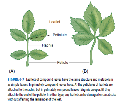 Leaflet
Petiolule
-Rachis
Petiole
(A)
(B)
FIGURE 6-7 Leaflets of compound leaves have the same structure and metabolism
as simple leaves. In pinnately compound leaves (rose, A) the petiolules of leaflets are
attached to the rachis, but in palmately compound leaves (Virginia creeper, B) they
attach to the end of the petiole. In either type, any leaflet can be damaged or can abscise
without affecting the remainder of the leaf.
